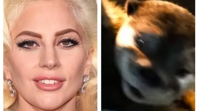 Fans are curious to know whether Lady Gaga could play Lylla in Guardians of the Galaxy Vol. 3. Fans are curious to know whether Lady Gaga could play Lylla in Guardians of the Galaxy Vol. 3.