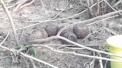 A video clip of 'mysterious' egg-shaped shells was shared on social media. (Twitter / @sumitsharmaKnp)