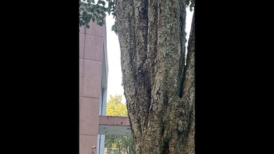Optical illusion: Can you spot a bird hidden in this picture? (Twitter/@Balamurugan P) Optical illusion: Can you spot a bird hidden in this picture? (Twitter/@Balamurugan P)