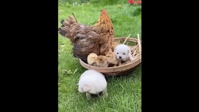 Hen with its chickens and two puppies. (Twitter/@Yoda4ever) Hen with its chickens and two puppies. (Twitter/@Yoda4ever)