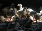 Turkeys stand in a barn on a turkey farm near Manson, Iowa. (AP) Turkeys stand in a barn on a turkey farm near Manson, Iowa. (AP)