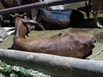 A cow infected with lumpy skin disease. (HT File)(Image for representation)