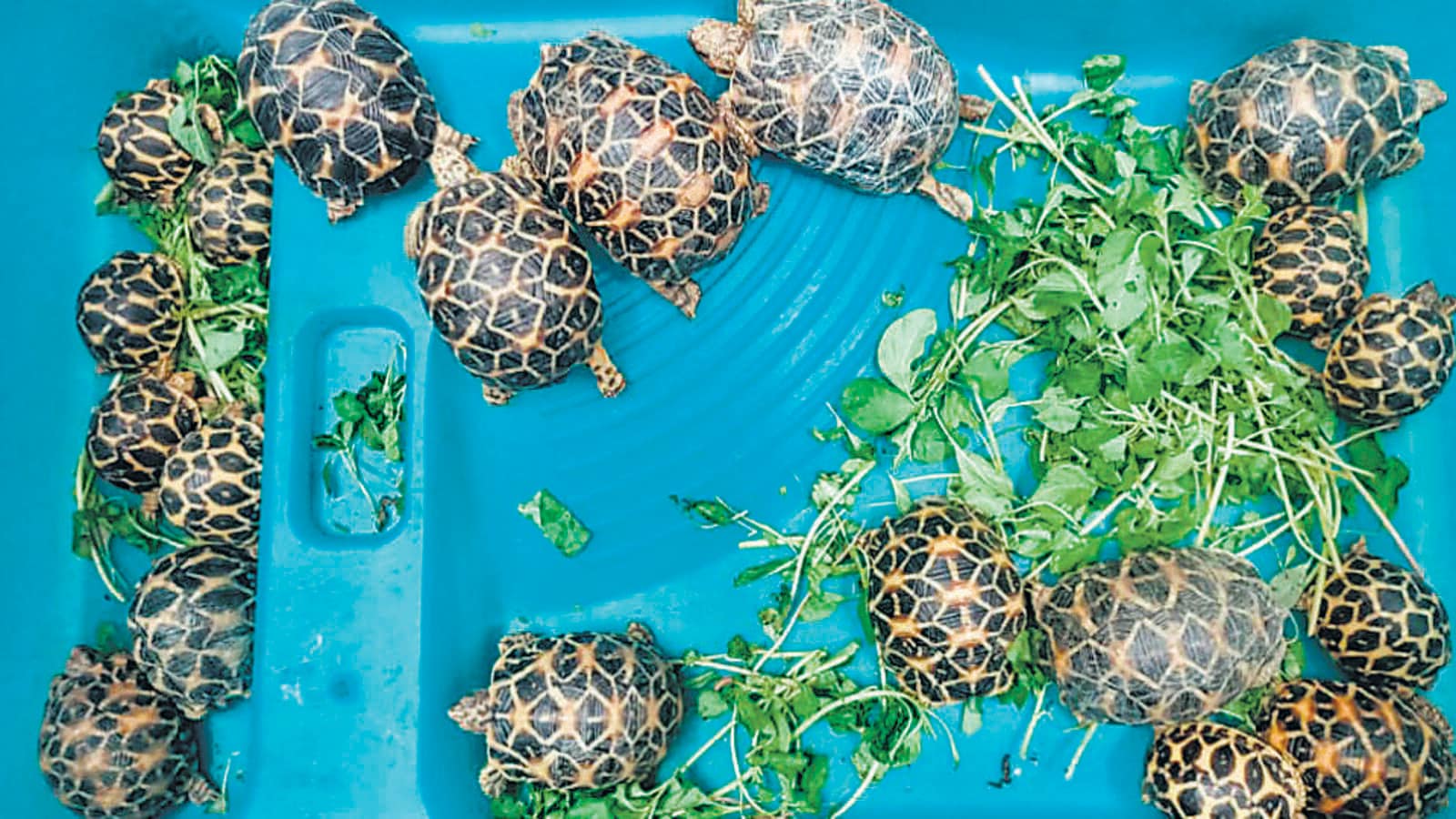 Man arrested with 20 Indian star tortoises worth ₹3.5 lakh Mumbai