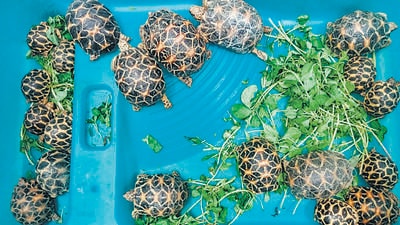 Man arrested with 20 Indian star tortoises worth  ₹3.5 lakh