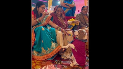Adorable Beagle attends a wedding. (Instagram/@doodle.thebeagle) Adorable Beagle attends a wedding. (Instagram/@doodle.thebeagle)