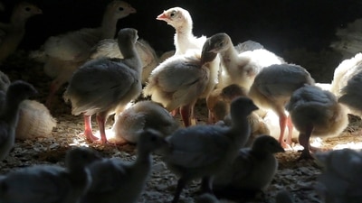 Turkeys stand in a barn on a turkey farm near Manson, Iowa. (AP) Turkeys stand in a barn on a turkey farm near Manson, Iowa. (AP)