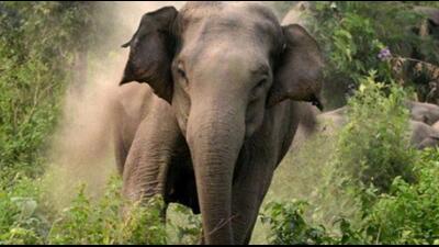 Last Thursday, a sub-adult tusker was killed by poachers near Bakua village in Jenabil range of Similipal tiger reserve (Representative Photo) Last Thursday, a sub-adult tusker was killed by poachers near Bakua village in Jenabil range of Similipal tiger reserve (Representative Photo)