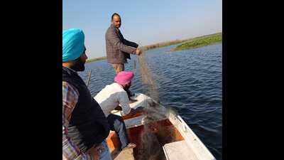 The wildlife sanctuary is spread over 86 square kms, including 41 sq kms of Harike wetland, which is home to scores of bird species visiting from as far as the Arctic and Siberia. (HT photo) The wildlife sanctuary is spread over 86 square kms, including 41 sq kms of Harike wetland, which is home to scores of bird species visiting from as far as the Arctic and Siberia. (HT photo)