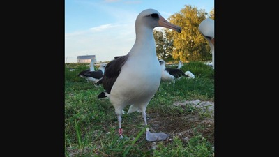 The image, taken from a Twitter post, shows ‘world's oldest known wild bird’ named Wisdom. (Twitter/@USFWSPacific)