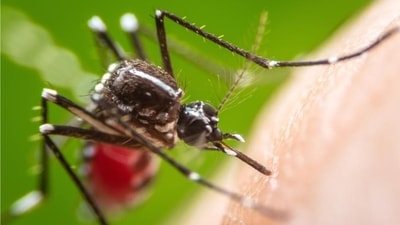 Zika virus is a mosquito-borne virus caused by the Aedes mosquitos, which bite during the day. (Shutterstock) Zika virus is a mosquito-borne virus caused by the Aedes mosquitos, which bite during the day. (Shutterstock)