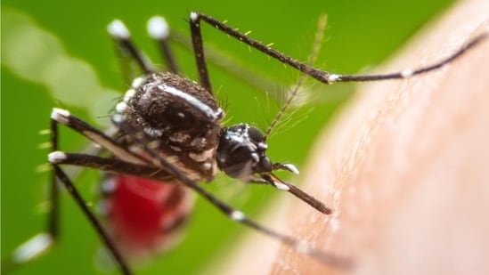 Zika virus is a mosquito-borne virus caused by the Aedes mosquitos, which bite during the day.(Shutterstock)