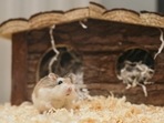 Best small animals houses and habitats in india