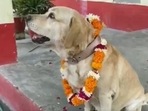 UP police dog 'don' retires after 7 years of service, gets new home