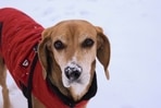 Every season necessitates a change in your pet's care schedule, and winter is no exception. (Unsplash) Every season necessitates a change in your pet's care schedule, and winter is no exception. (Unsplash)