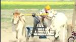A screengrab from a YouTube live stream showing the bullock cart race. (HT Photo) A screengrab from a YouTube live stream showing the bullock cart race. (HT Photo)