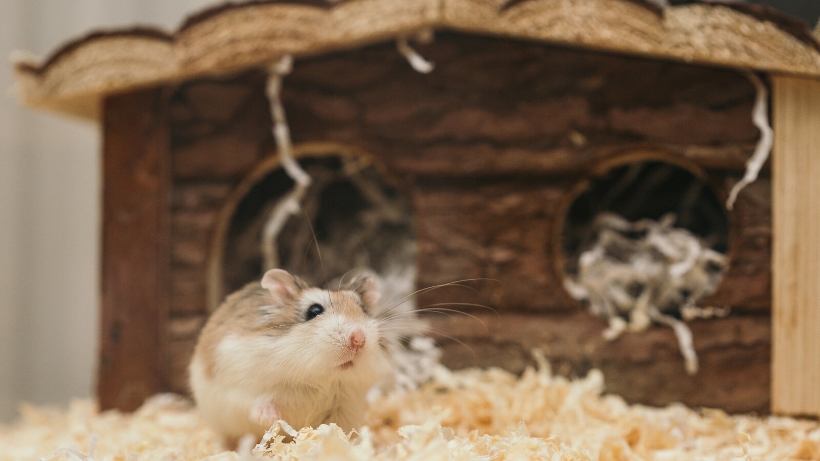 10 Best small animals houses & habitats in 2022 10 Best small animals houses & habitats in 2022