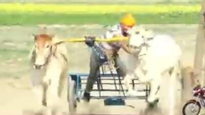 A screengrab from a YouTube live stream showing the bullock cart race. (HT Photo) A screengrab from a YouTube live stream showing the bullock cart race. (HT Photo)