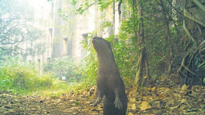There was also a talk on WhatsApp groups that the animal had been eating the leftovers of a Chinese stall in Wadala,” said Sunish Kunju, an honorary wildlife warden who works with the forest department. (HT Photo) There was also a talk on WhatsApp groups that the animal had been eating the leftovers of a Chinese stall in Wadala,” said Sunish Kunju, an honorary wildlife warden who works with the forest department. (HT Photo)