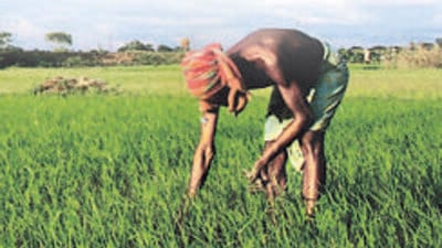 Urging the small and marginal farmers to adopt Integrated Farming System developed by PAU, Ludhiana, vice-chancellor Satbir Singh Gosal said that it will go a long way in enhancing their income and providing balanced nutrition. (HT FILE PHOTO)