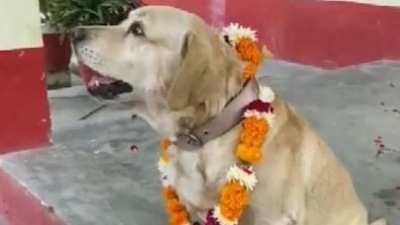 UP police dog 'don' retires after 7 years of service, gets new home (Twitter/ANI)