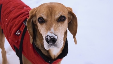Every season necessitates a change in your pet's care schedule, and winter is no exception. (Unsplash) Every season necessitates a change in your pet's care schedule, and winter is no exception. (Unsplash)