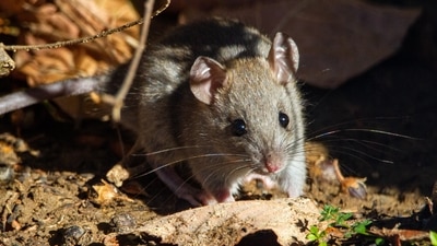 In a global study, researchers have identified that most reservoirs of rodent-borne diseases tend to live exclusively or occasionally in or near human dwelling (Unsplash) In a global study, researchers have identified that most reservoirs of rodent-borne diseases tend to live exclusively or occasionally in or near human dwelling (Unsplash)