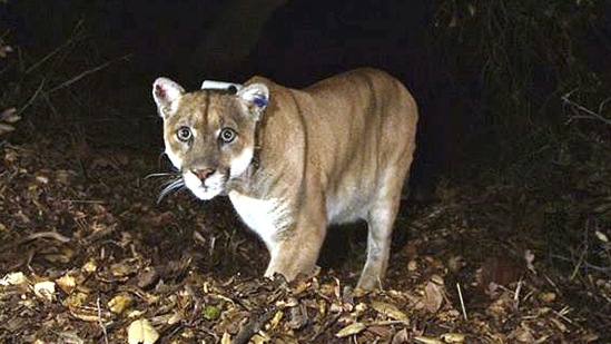 This Nov. 2014, file photo provided by the U.S. National Park Service shows a mountain lion known as P-22, photographed in the Griffith Park area near downtown Los Angeles. The famous Hollywood-roaming mountain lion known as P-22 is drastically underweight and probably was struck and injured by a car, according to wildlife experts Tuesday, Dec. 13, 2022, who are giving him a health exam amid concerns about his behavior, including killing a leashed dog. ((U.S. National Park Service, via AP, File))