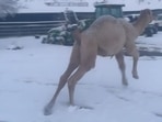 Camel getting excited upon seeing snow for the very first time. 