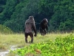 For the study, researchers explored the behaviours of wild chimpanzees - our closest living relative - living in the Issa Valley of western Tanzania, within the region of the East African Rift Valley. (Representational Image) For the study, researchers explored the behaviours of wild chimpanzees - our closest living relative - living in the Issa Valley of western Tanzania, within the region of the East African Rift Valley. (Representational Image)
