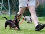 While training their puppies, pet parents frequently make blunders. (Pixabay) While training their puppies, pet parents frequently make blunders. (Pixabay)