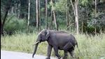 Human-elephant conflict has claimed lives of 800 persons and around 250 pachyderms in Assam in the past 10 years. (Representative Image) Human-elephant conflict has claimed lives of 800 persons and around 250 pachyderms in Assam in the past 10 years. (Representative Image)