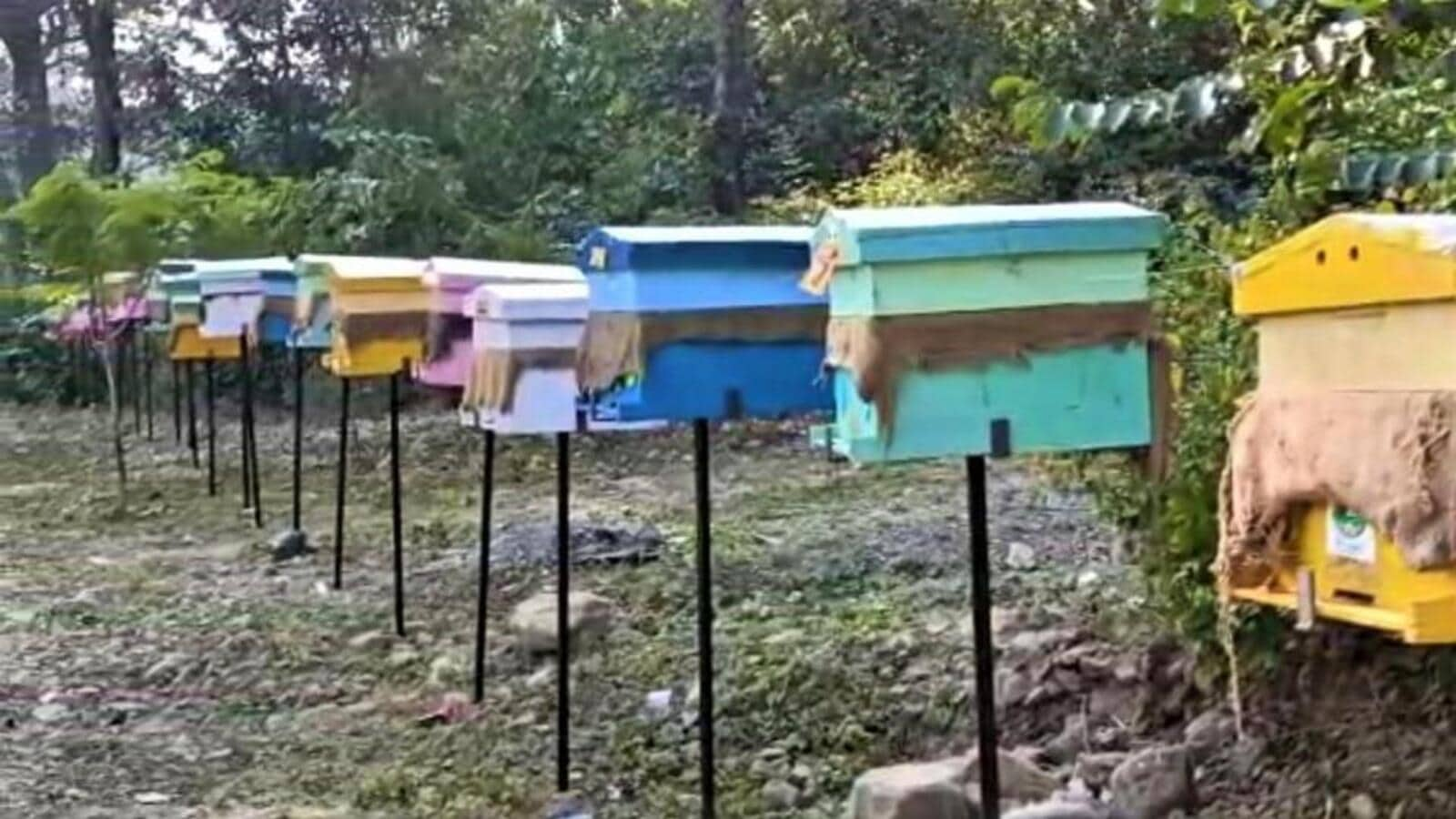 ‘Beehive Fencing’ Set Up Near CTR To Check Elephant Movement Into ...