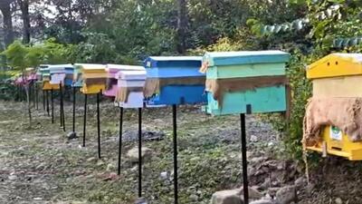 ‘Beehive fencing’ at Chausla village near Corbett Tiger Reserve in Uttarakhand. (Sourced) ‘Beehive fencing’ at Chausla village near Corbett Tiger Reserve in Uttarakhand. (Sourced)