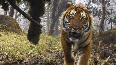 50 people, most of them villagers, were killed in different attacks by big cats in Chandrapur (Representative Photo)