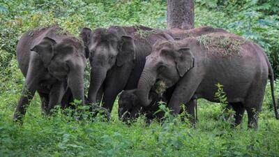 Activists of the state believe that the biggest cause of wild elephant deaths in Chhattisgarh is due to electrocution (Representative Photo) Activists of the state believe that the biggest cause of wild elephant deaths in Chhattisgarh is due to electrocution (Representative Photo)