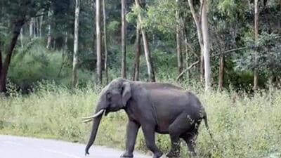 Human-elephant conflict has claimed lives of 800 persons and around 250 pachyderms in Assam in the past 10 years. (Representative Image) Human-elephant conflict has claimed lives of 800 persons and around 250 pachyderms in Assam in the past 10 years. (Representative Image)