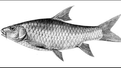 Two species were native to Poona. Tor Khudree, or the Deccan Mahseer or Black Mahseer, is a freshwater fish of the carp family. (Wikipedia) Two species were native to Poona. Tor Khudree, or the Deccan Mahseer or Black Mahseer, is a freshwater fish of the carp family. (Wikipedia)