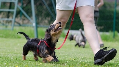 While training their puppies, pet parents frequently make blunders. (Pixabay) While training their puppies, pet parents frequently make blunders. (Pixabay)