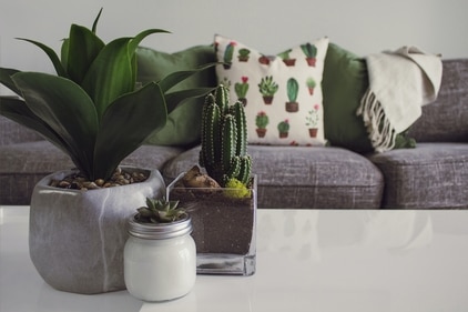 Plants bring positive energy and make your home more lively. (pexels) Plants bring positive energy and make your home more lively. (pexels)
