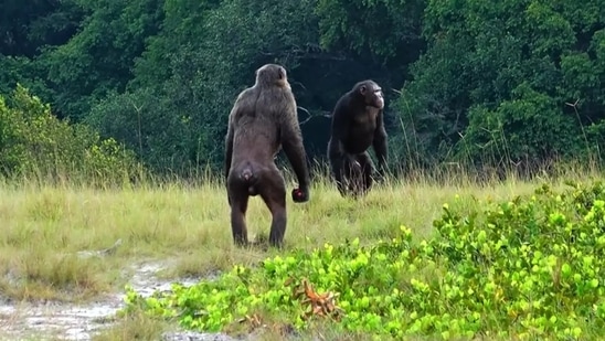 For the study, researchers explored the behaviours of wild chimpanzees - our closest living relative - living in the Issa Valley of western Tanzania, within the region of the East African Rift Valley. (Representational Image) For the study, researchers explored the behaviours of wild chimpanzees - our closest living relative - living in the Issa Valley of western Tanzania, within the region of the East African Rift Valley. (Representational Image)