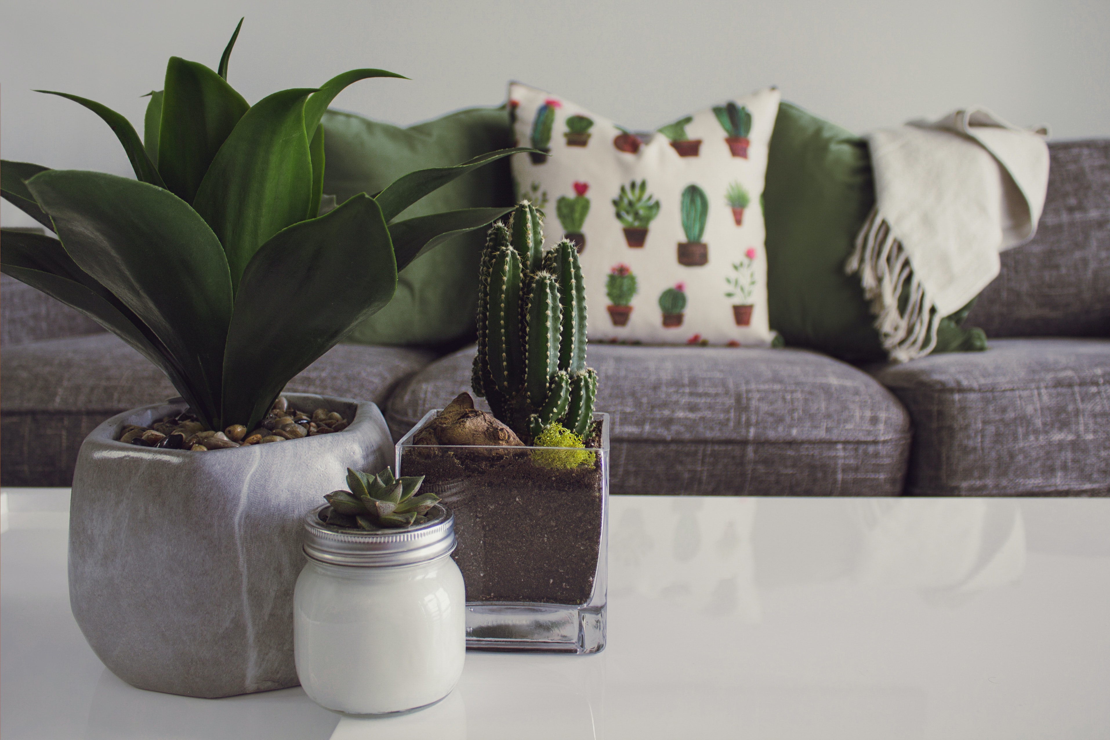 Plants bring positive energy and make your home more lively.(pexels)