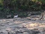 IFS officer shares clip of white lion.(Twitter/@Susanta Nanda ) IFS officer shares clip of white lion.(Twitter/@Susanta Nanda )
