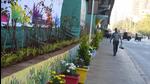 Mumbai, India - December 16, 2022: Plants arranged in flower pots under the beautification project opposite Sanjay Gandhi National Park (SGNP), at Borivali, in Mumbai, India, on Friday, December 16, 2022. (Photo by Vijay Bate/HT Photo) (HT PHOTO) Mumbai, India - December 16, 2022: Plants arranged in flower pots under the beautification project opposite Sanjay Gandhi National Park (SGNP), at Borivali, in Mumbai, India, on Friday, December 16, 2022. (Photo by Vijay Bate/HT Photo) (HT PHOTO)