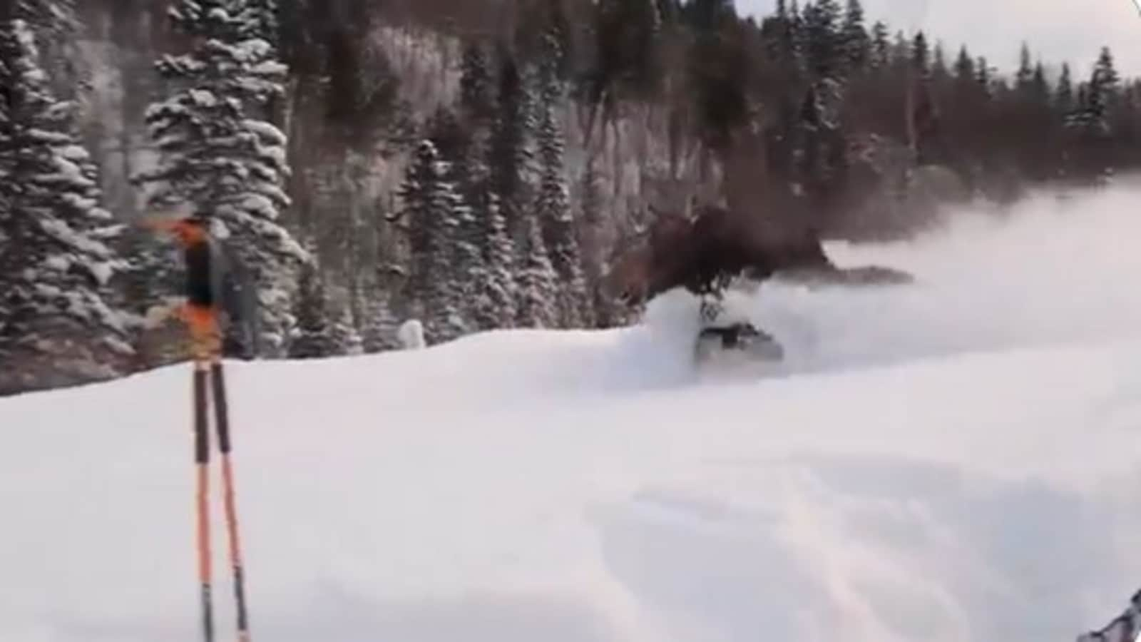 moose in deep snow