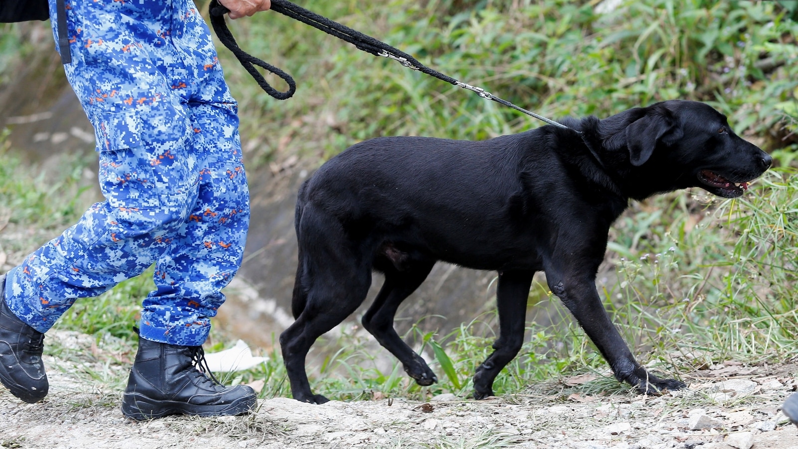 Unable to steal pet dog, 3 men kidnap man’s brother and demand dog as ransom Hindustan Times
