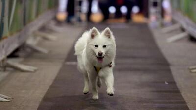 After a year, the Panchkula municipal corporation has finally started online registration of pet dogs. Now, people will not have to go to the corporation’s office to get forms and submit fees. (Representational Image/HT File)