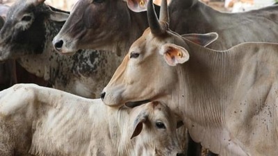 District veterinary officer in Baghpat Dr Ramesh Chandra claimed that a drive had been initiated to catch stray cows and bulls (Pic for representation) District veterinary officer in Baghpat Dr Ramesh Chandra claimed that a drive had been initiated to catch stray cows and bulls (Pic for representation)