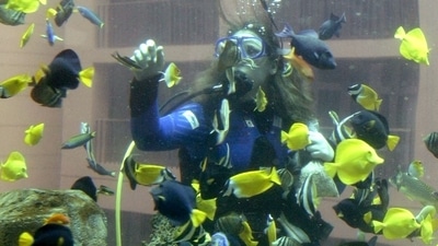 A diver feeds fish inside the AquaDom. (REUTERS)