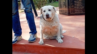 Labrador retriever, Micky, will no longer guard chief ministers, cabinet ministers, VVIP dignitaries, state guests and top cops on the front line as she will spend the rest of her life at Sangrur police line. (HT photo) Labrador retriever, Micky, will no longer guard chief ministers, cabinet ministers, VVIP dignitaries, state guests and top cops on the front line as she will spend the rest of her life at Sangrur police line. (HT photo)