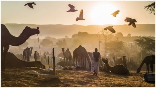 Pushkar Camel Fair: This festival is held in Pushkar, Rajasthan in November at the time of the Kartik Purnima full moon. Over 50,000 camels are shaved, decked up, paraded, participates in beauty contests, races, and are also traded. Folk musicians, dancers and snake charmers also gather to entertain the crowd. (Instagram/shikhar__saini) Pushkar Camel Fair: This festival is held in Pushkar, Rajasthan in November at the time of the Kartik Purnima full moon. Over 50,000 camels are shaved, decked up, paraded, participates in beauty contests, races, and are also traded. Folk musicians, dancers and snake charmers also gather to entertain the crowd. (Instagram/shikhar__saini)